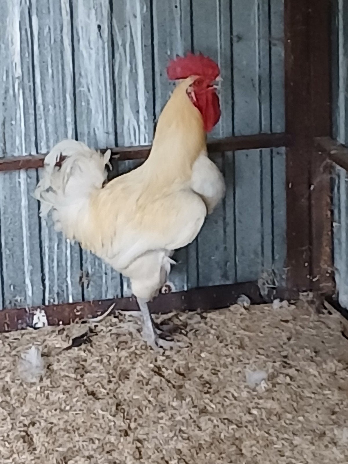Poule de bress/coq/abattoir, Animaux & Accessoires