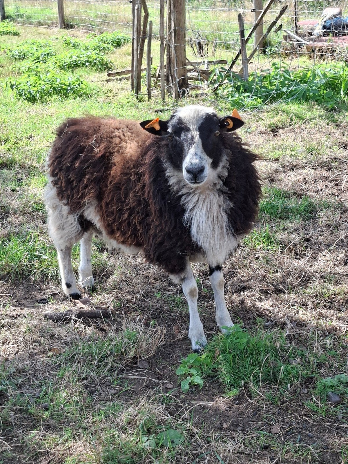 ram lam 6 maand, Dieren en Toebehoren, Mannelijk, Schaap, 0 tot 2 jaar
