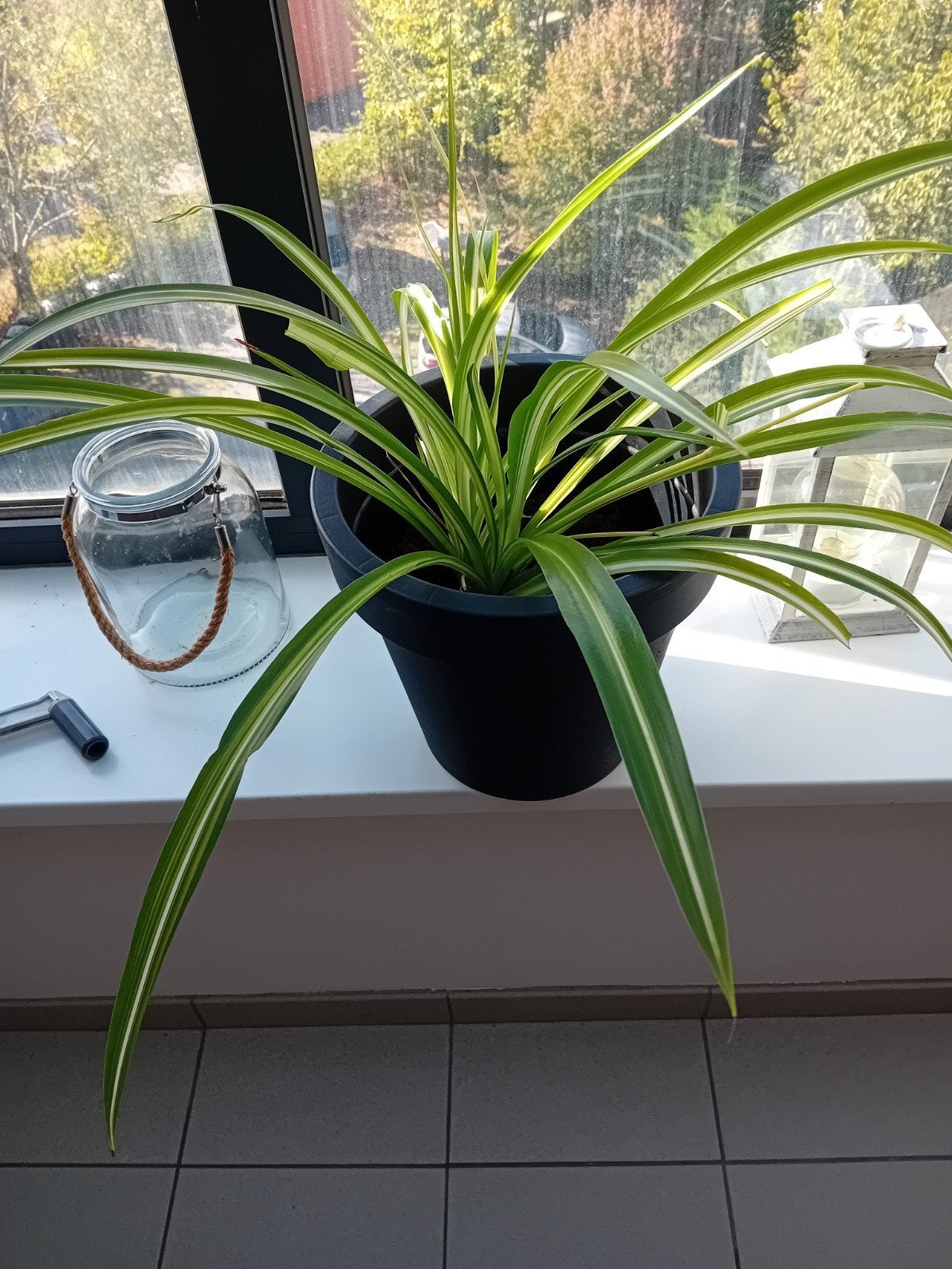 plante araignée avec le cache pot, Maison & Meubles, Enlèvement ou Envoi