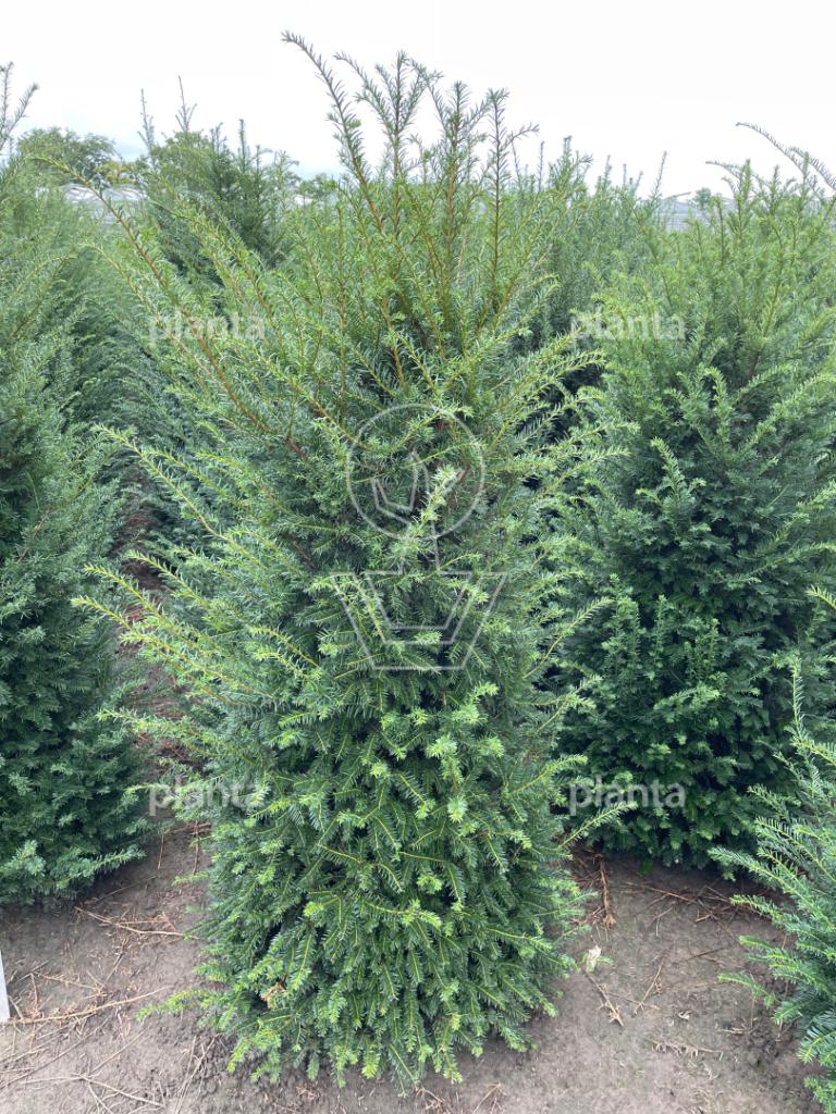 Taxus baccata, Ophalen, Taxus, 100 tot 250 cm