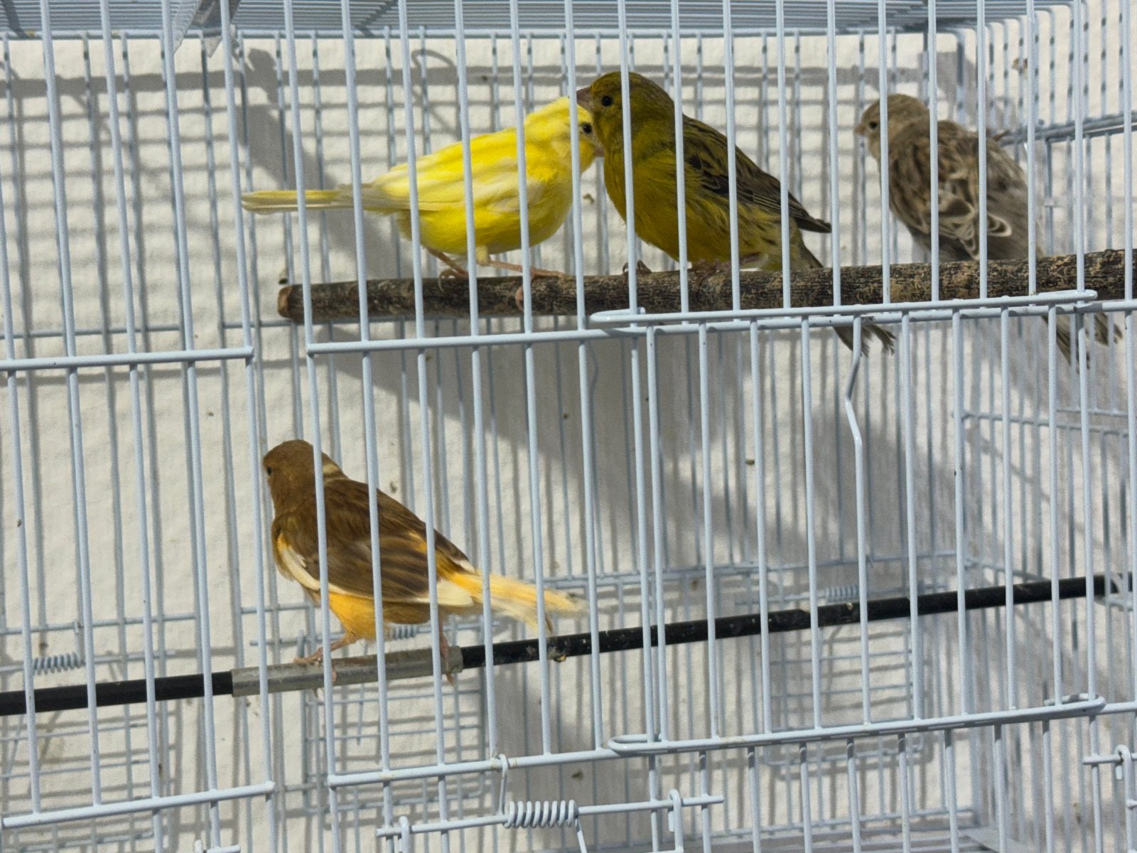 4 kanaries te koop, Mannelijk