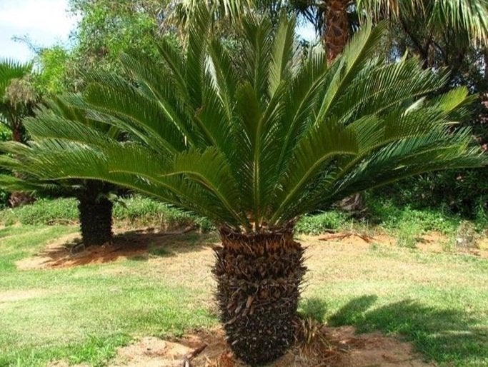Cycas, Tuin en Terras, Planten | Tuinplanten, Ophalen