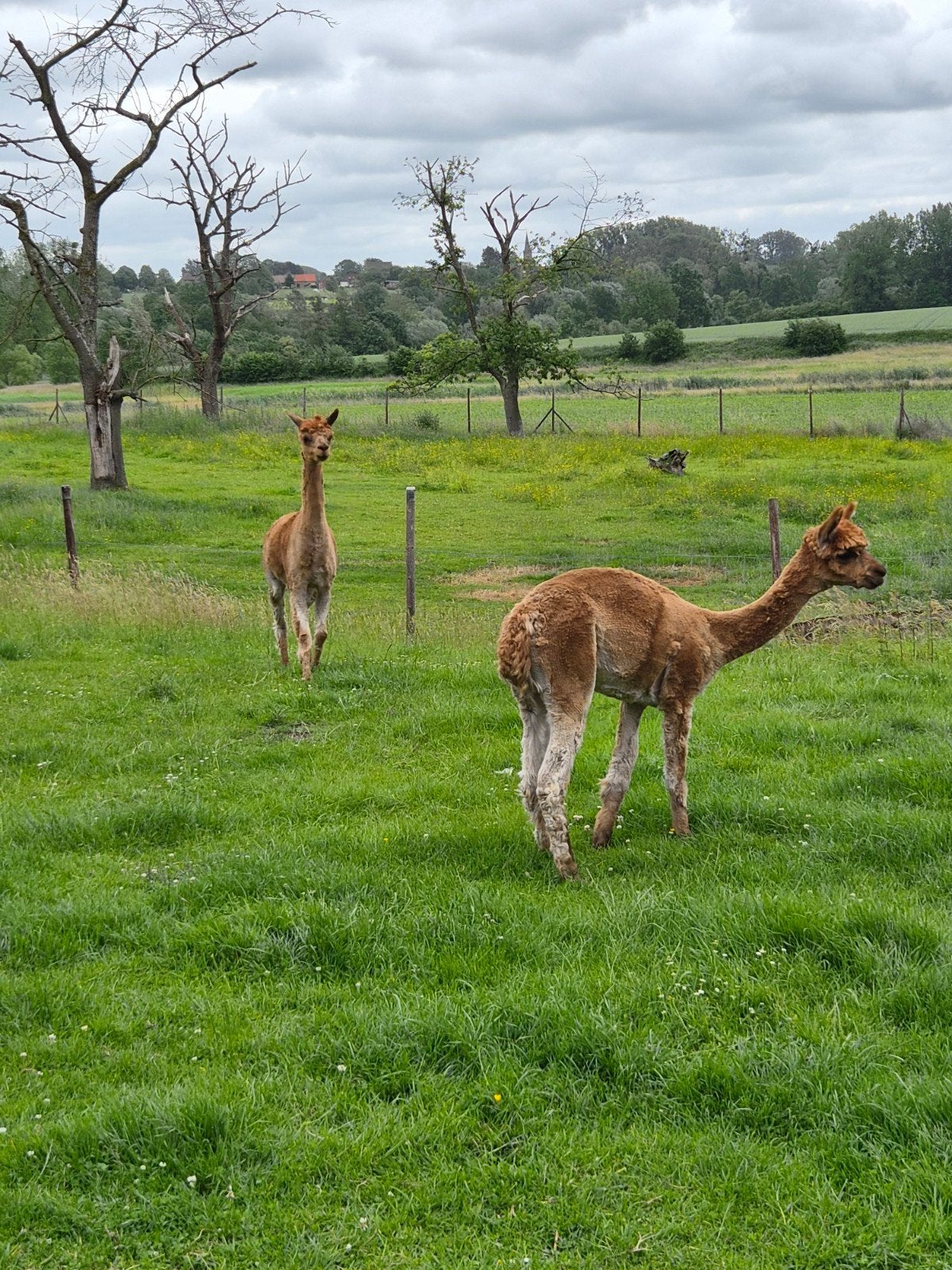 Alpaca trio, Dieren en Toebehoren, Januari, Meerdere dieren