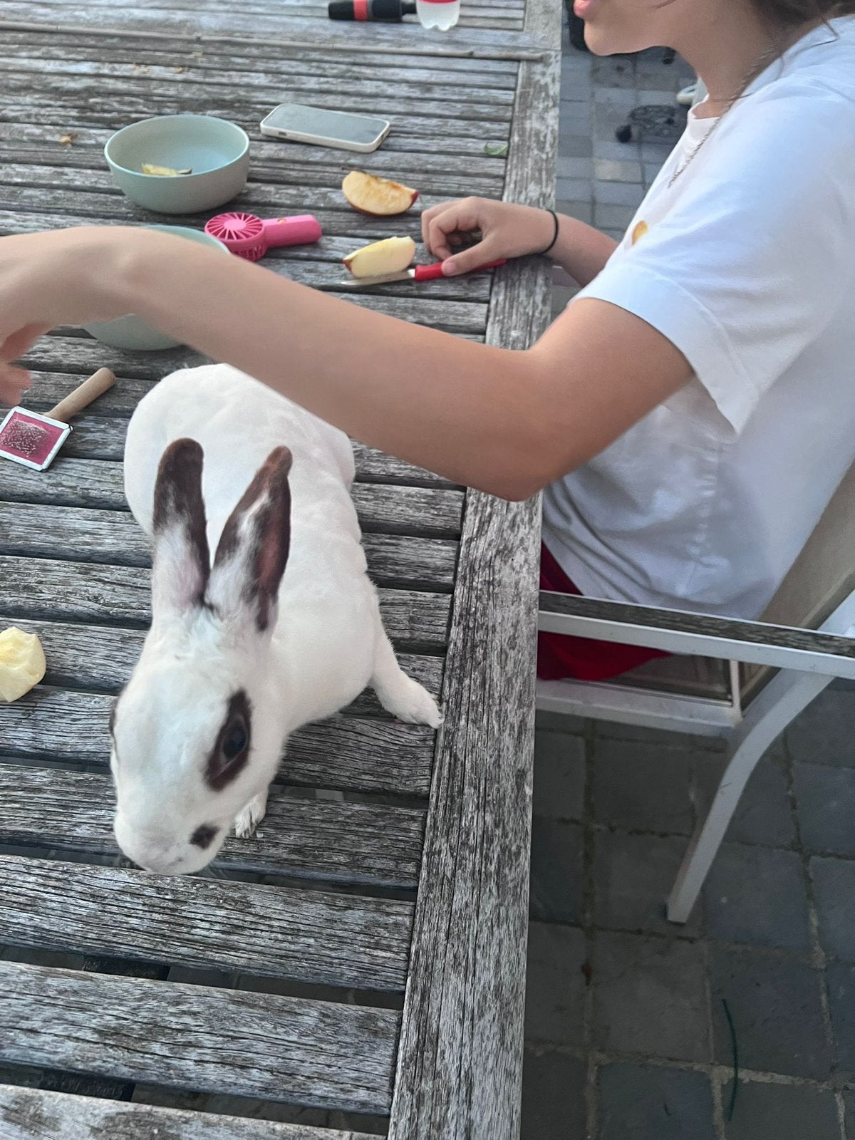 Lief wit/zwart konijntje., Femelle, Taille moyenne, 0 à 2 ans