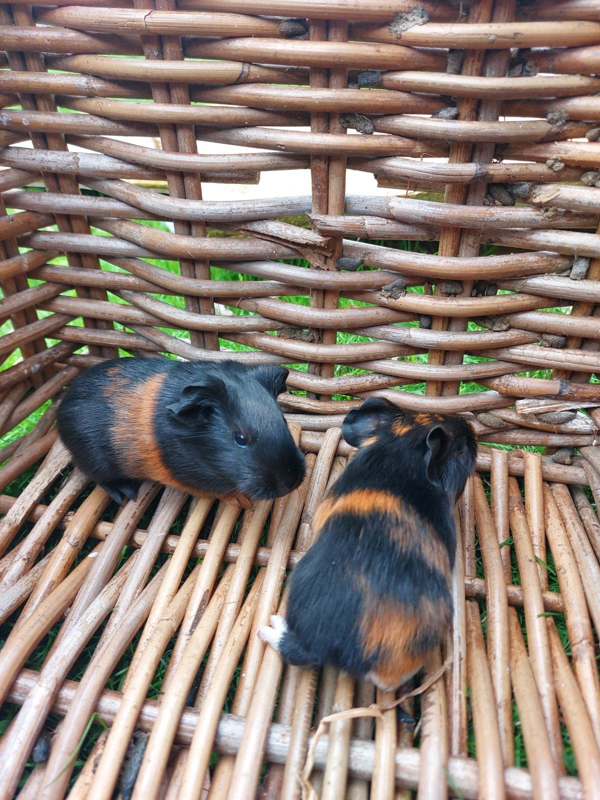 2 cavia zeugjes geboren op 1u september, Dieren en Toebehoren, September, Cavia