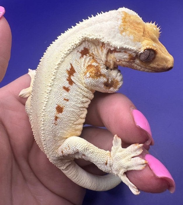 Amour Wimpergecko haut de gamme Lilly blanche féminine, Animaux & Accessoires, Reptiles & Amphibiens, Autres espèces, 0 à 2 ans