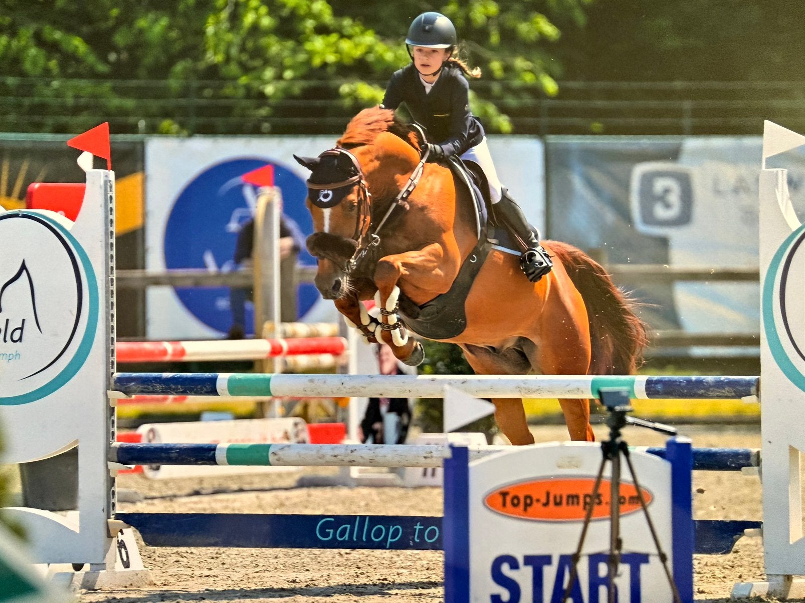 Alround E pony looking for a forever home