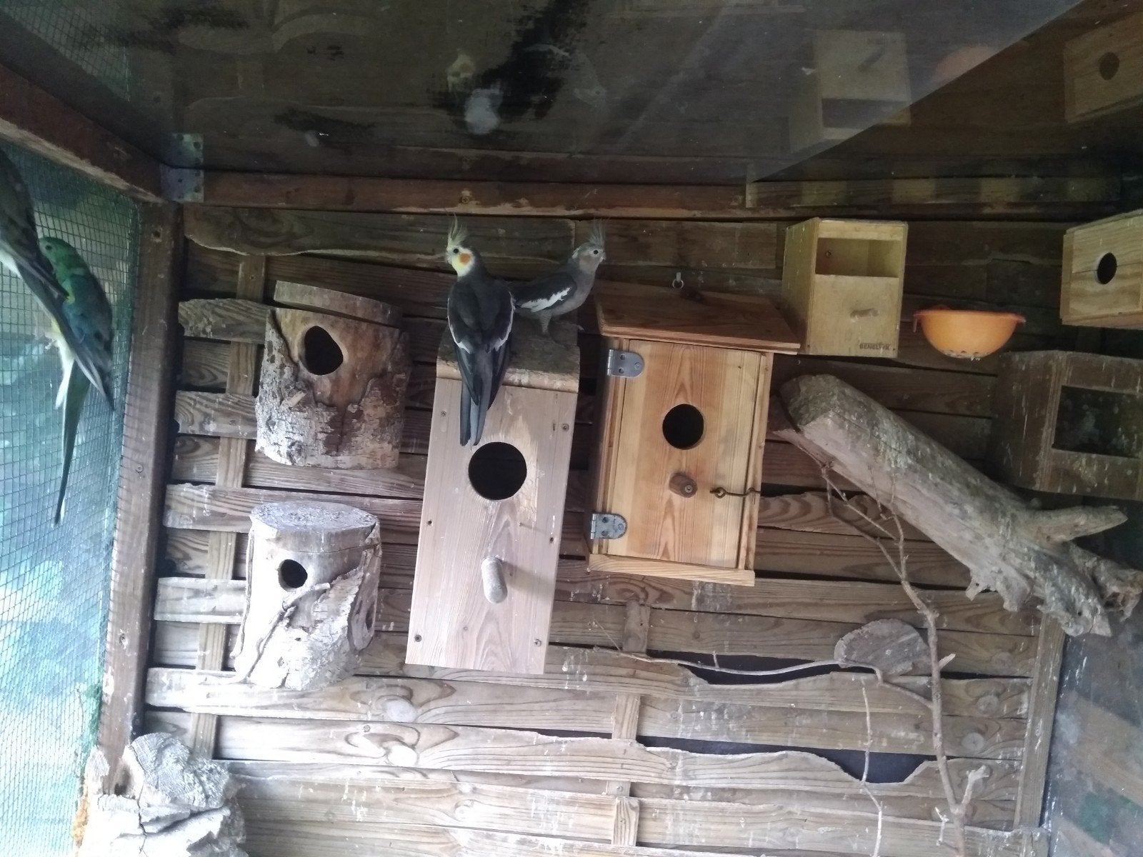 Rijstvogels (paddas)