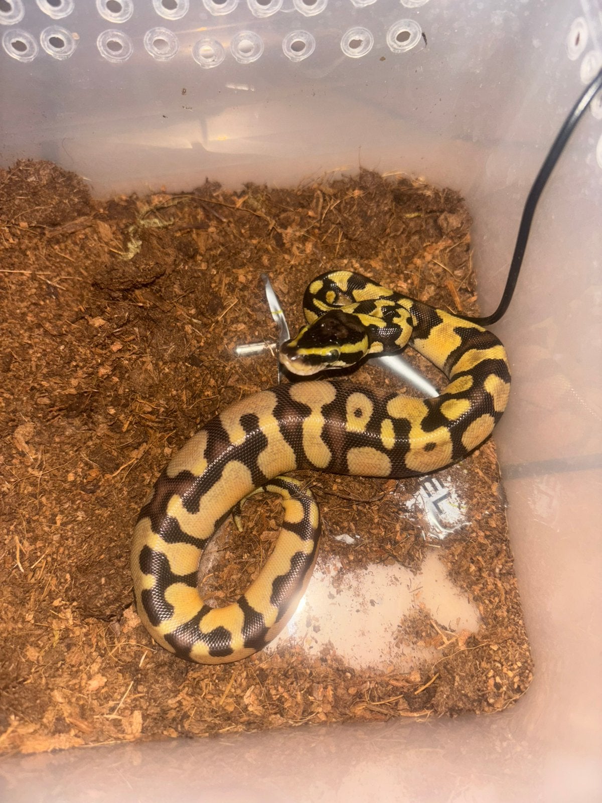Python regius
