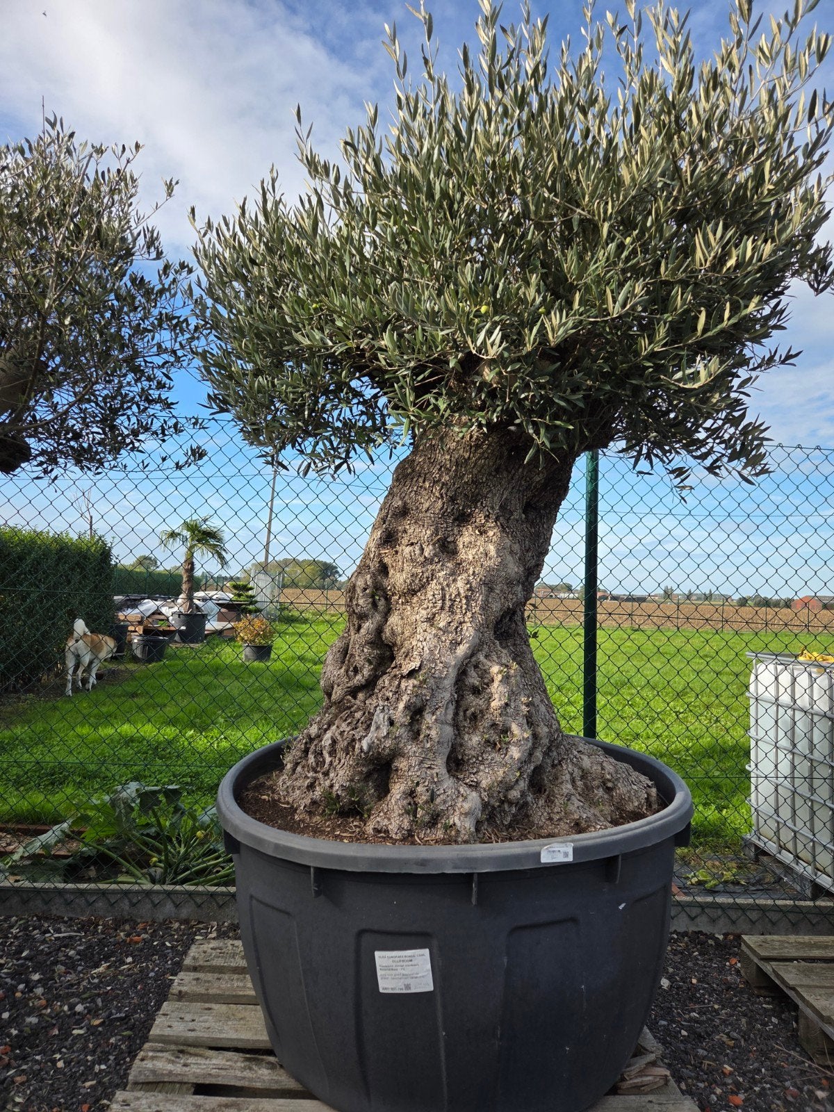 Olijfboom Olea Europaea Bonsai, Ophalen, Olijfboom