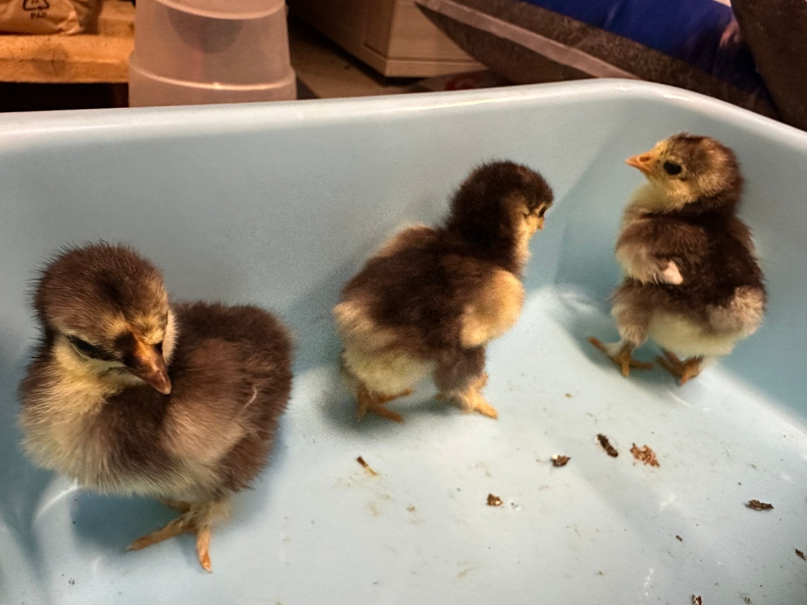 Cochin choco, Dieren en Toebehoren, Pluimvee, Geslacht onbekend