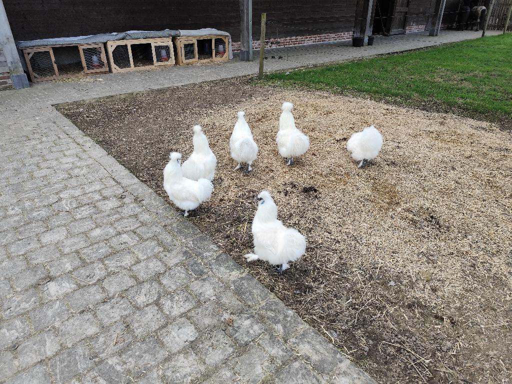 dieren, Mannelijk, Tam