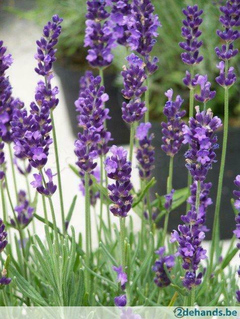 Lavendel, klimop, siergrassen uit eigen kwekerij, Tuin en Terras, Ophalen of Verzenden, Siergrassen
