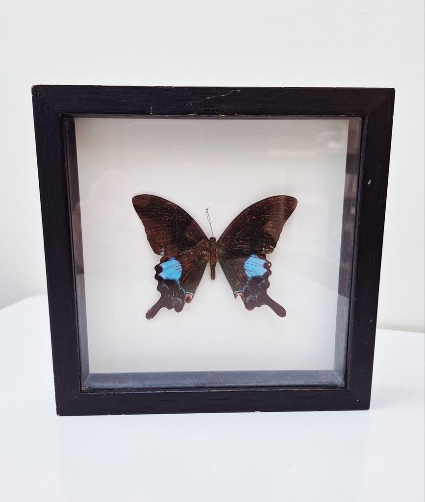 Papillon Papilio Paris dans un cadre vintage noir, Enlèvement ou Envoi, Utilisé