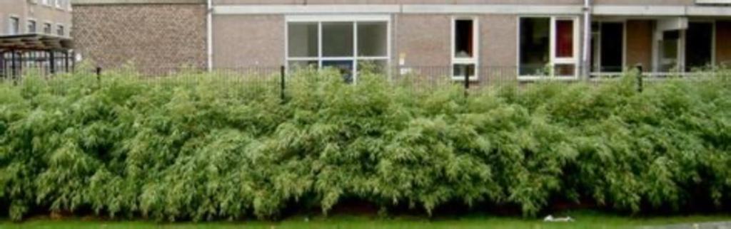 Bodembedekkende bamboe, Ophalen