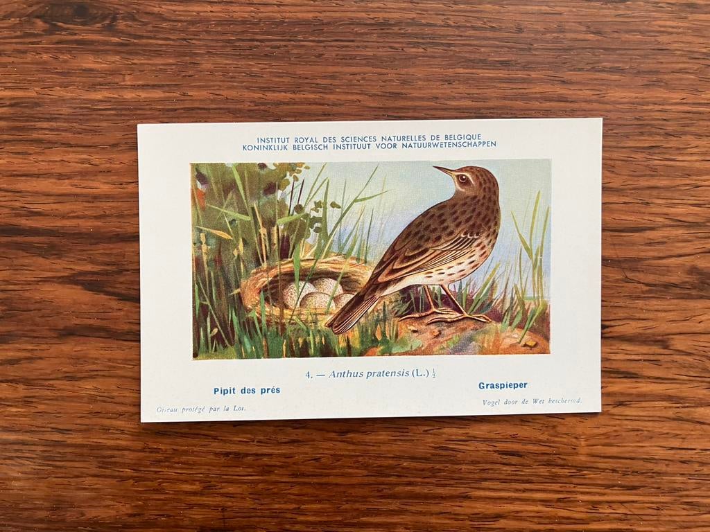 Vogels der Belgische Fauna Nr. 4 graspieper, Collections, Cartes postales | Animaux, Enlèvement ou Envoi, 1940 à 1960, Non affranchie