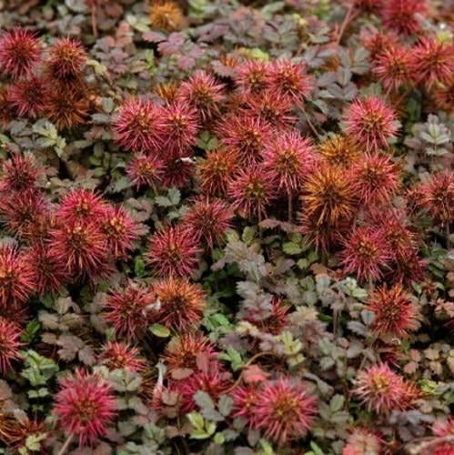 Acaena ,Agapanthus, Ajuga, Ophalen of Verzenden, Vaste plant