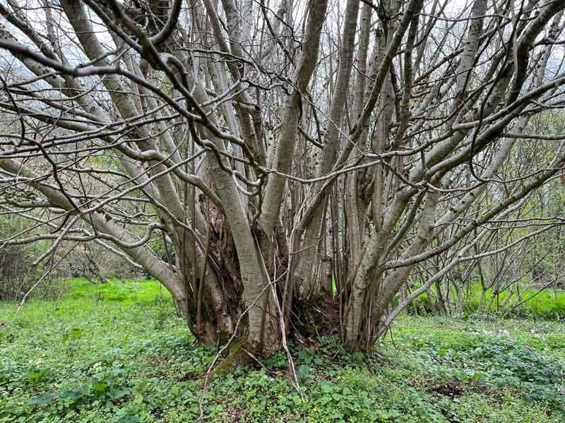 Bois de chauffage à couper sur pieds buches à récolter etc, Divers, Divers Autre, Utilisé, Enlèvement