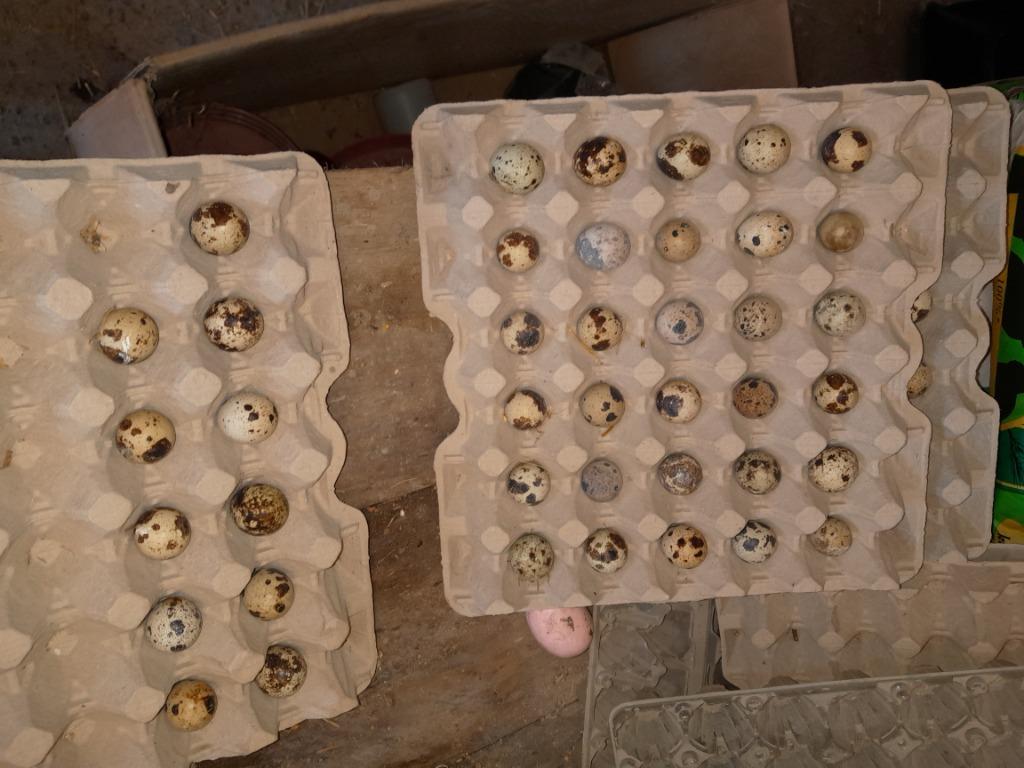 Broedeieren Japanse kwartels, Dieren en Toebehoren, Vogels | Overige Vogels