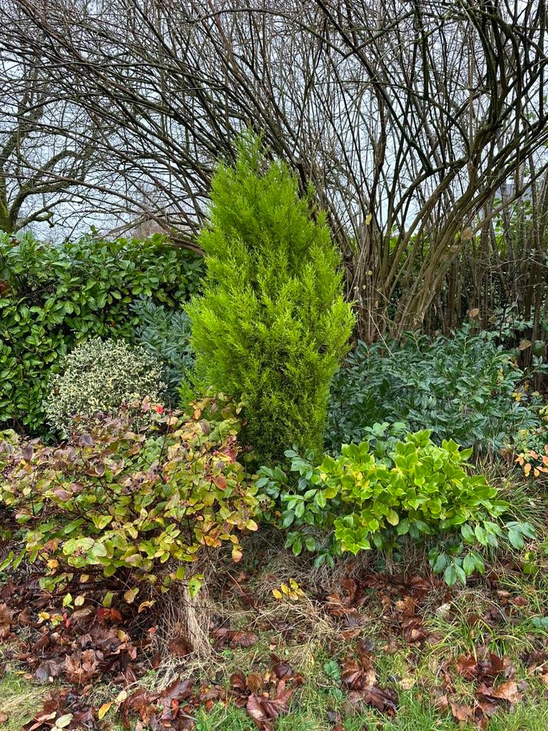 Sapin - thuya, Tuin en Terras, Ophalen, Overige soorten, 100 tot 250 cm