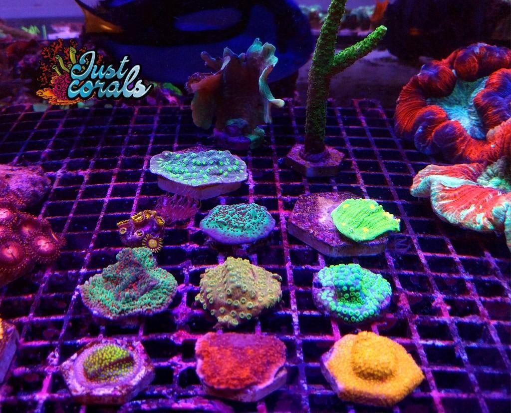Koralen PROMO, Animaux & Accessoires, Poissons | Poissons d'aquarium, Autres types, Poisson de mer