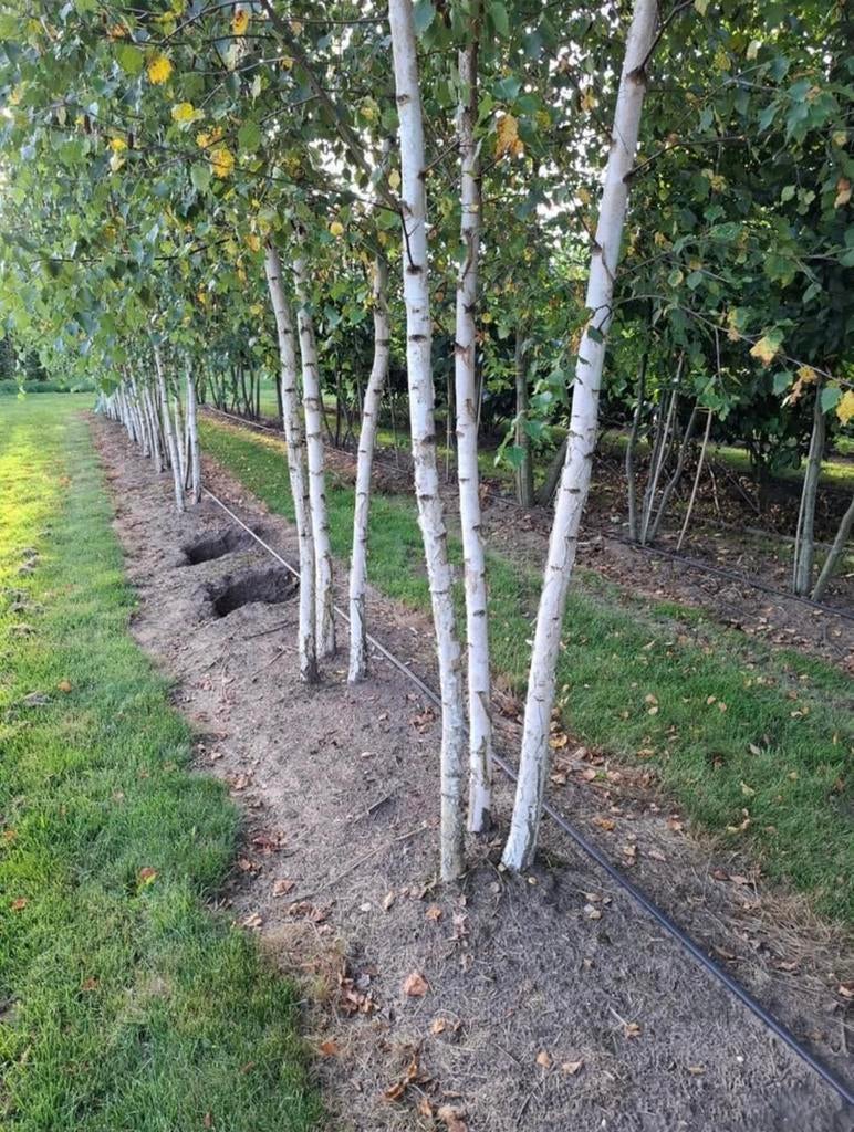 Meerstammige berken in soorten en maten, Ophalen of Verzenden