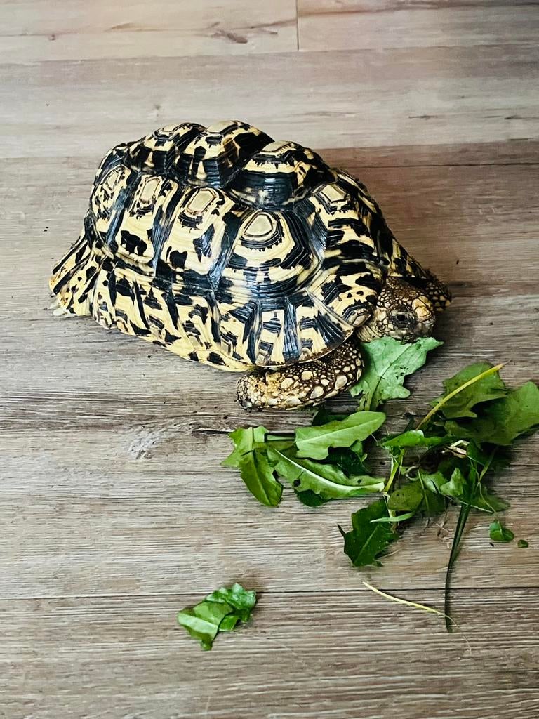 Gezonde Pardalis Man zoekt een giede thuis, Dieren en Toebehoren, Schildpad, Tam, 3 tot 6 jaar