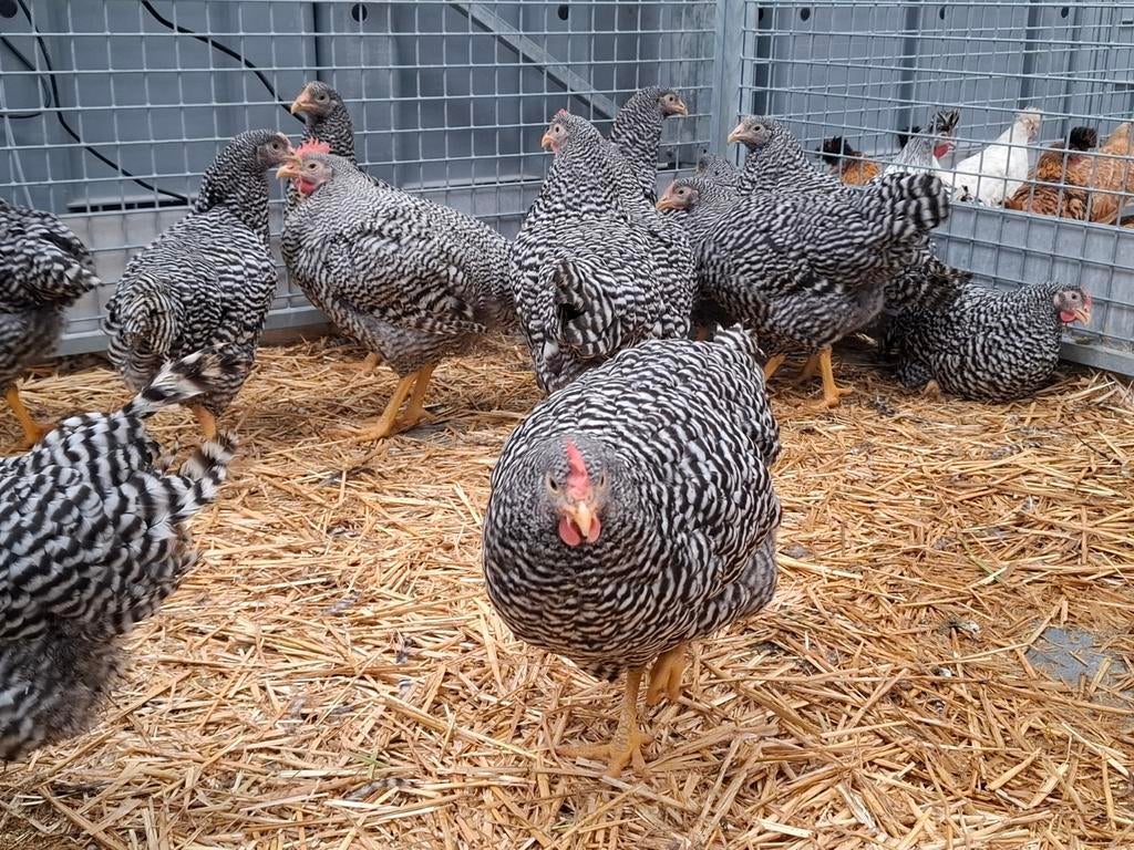 Amrock kippen en hanen, mooie en ruime keuze sierkippen, Animaux & Accessoires, Volatiles, Poule ou poulet, Femelle