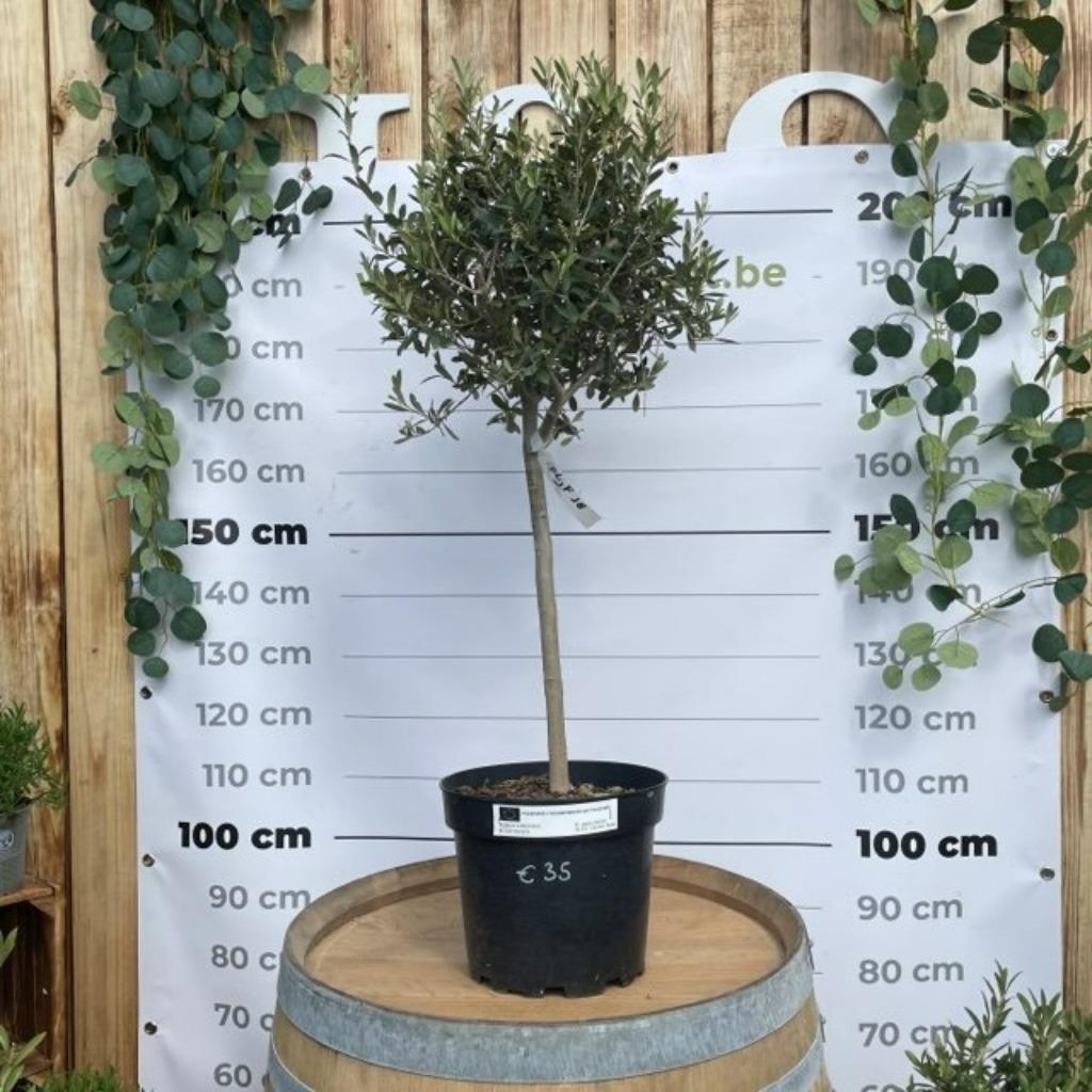 olijfboompje, Tuin en Terras, Ophalen of Verzenden, Bodembedekkers