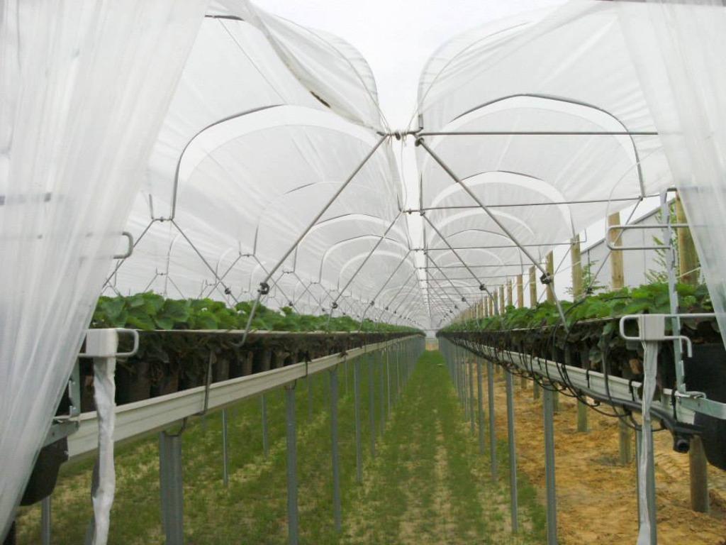 stelling voor aardbeien, Ophalen of Verzenden