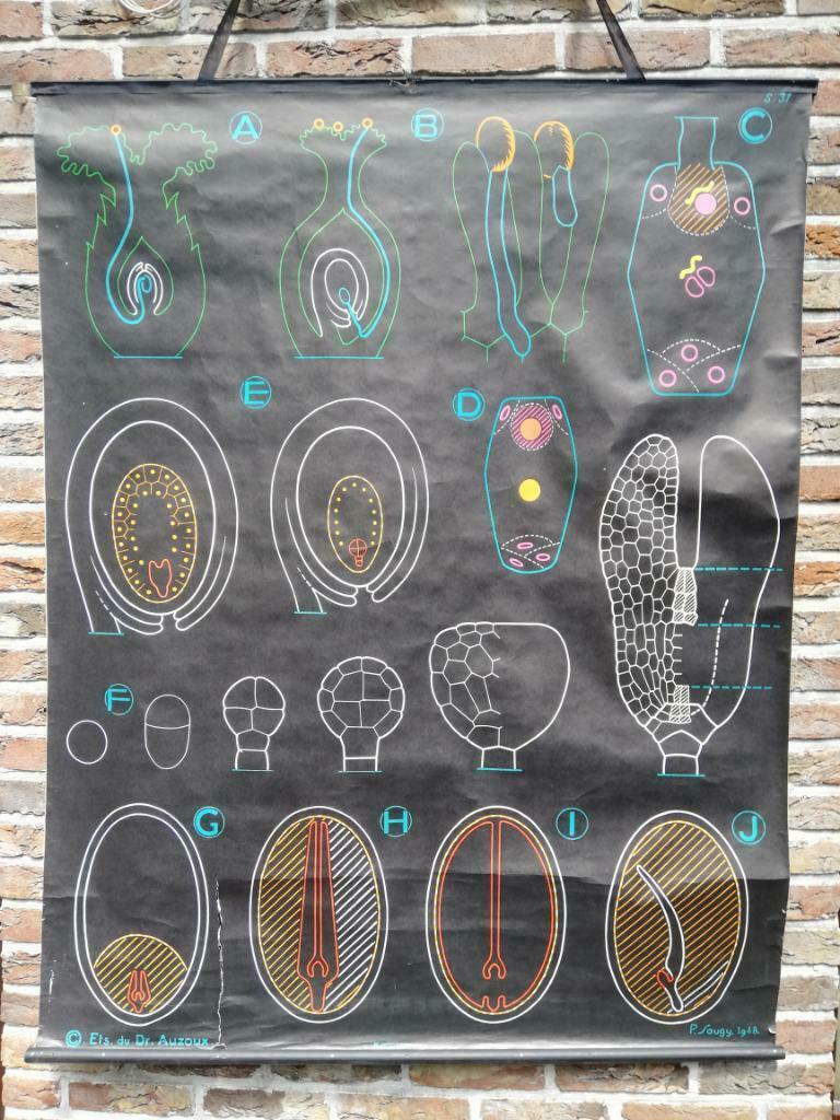 Belle carte scolaire, biologie - angiospermes - Auzoux Sougy, Enlèvement