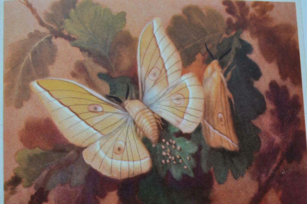Artisboek I Dieren uit alle landen, Boeken, Ophalen of Verzenden, Zo goed als nieuw, Artis, Plaatjesalbum