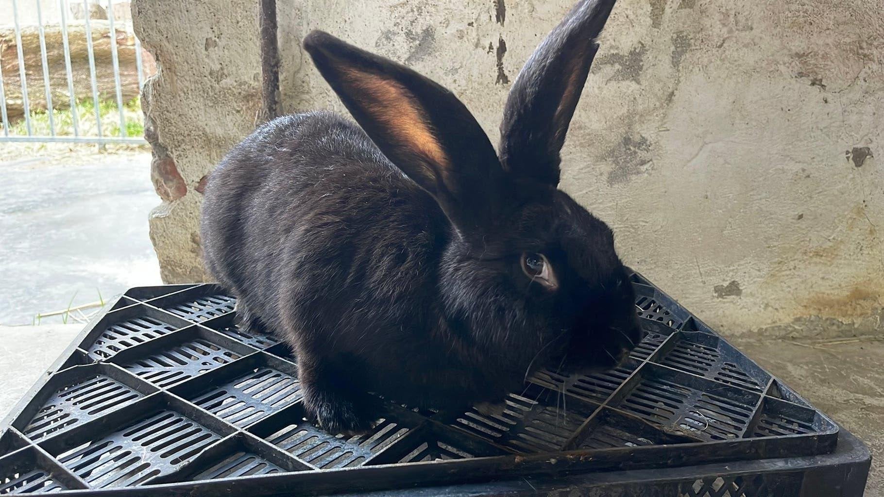 Groot lotharinger, Dieren en Toebehoren, Groot