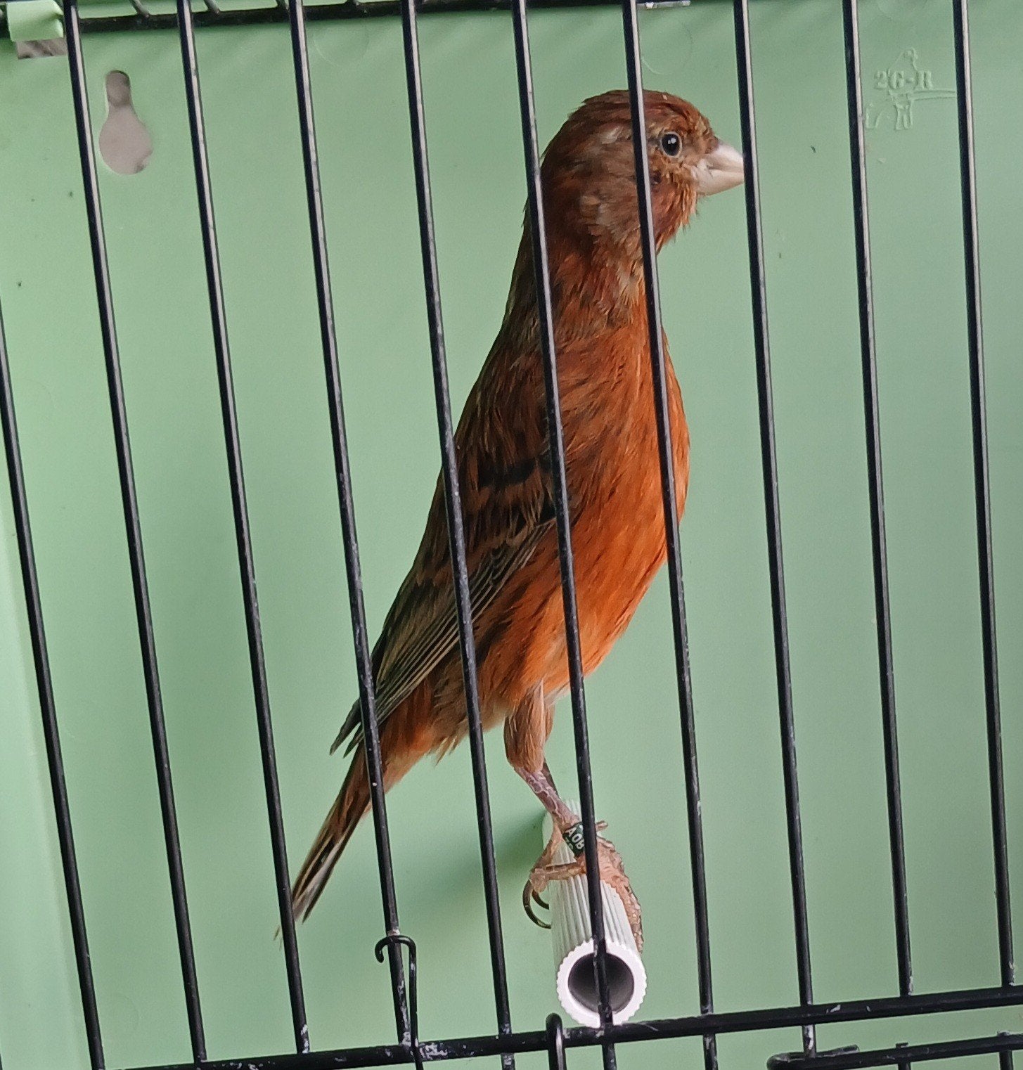 kanaries, Dieren en Toebehoren, Vogels | Kanaries