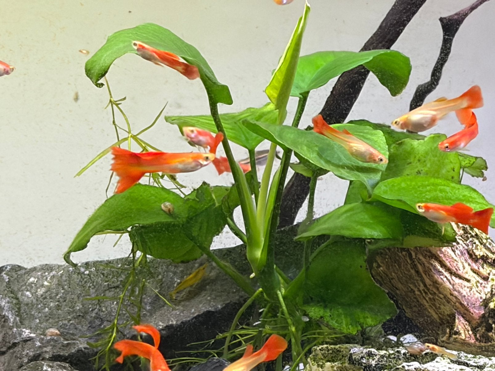 Super red flamingo guppy raszuiver 1 euro/stuk