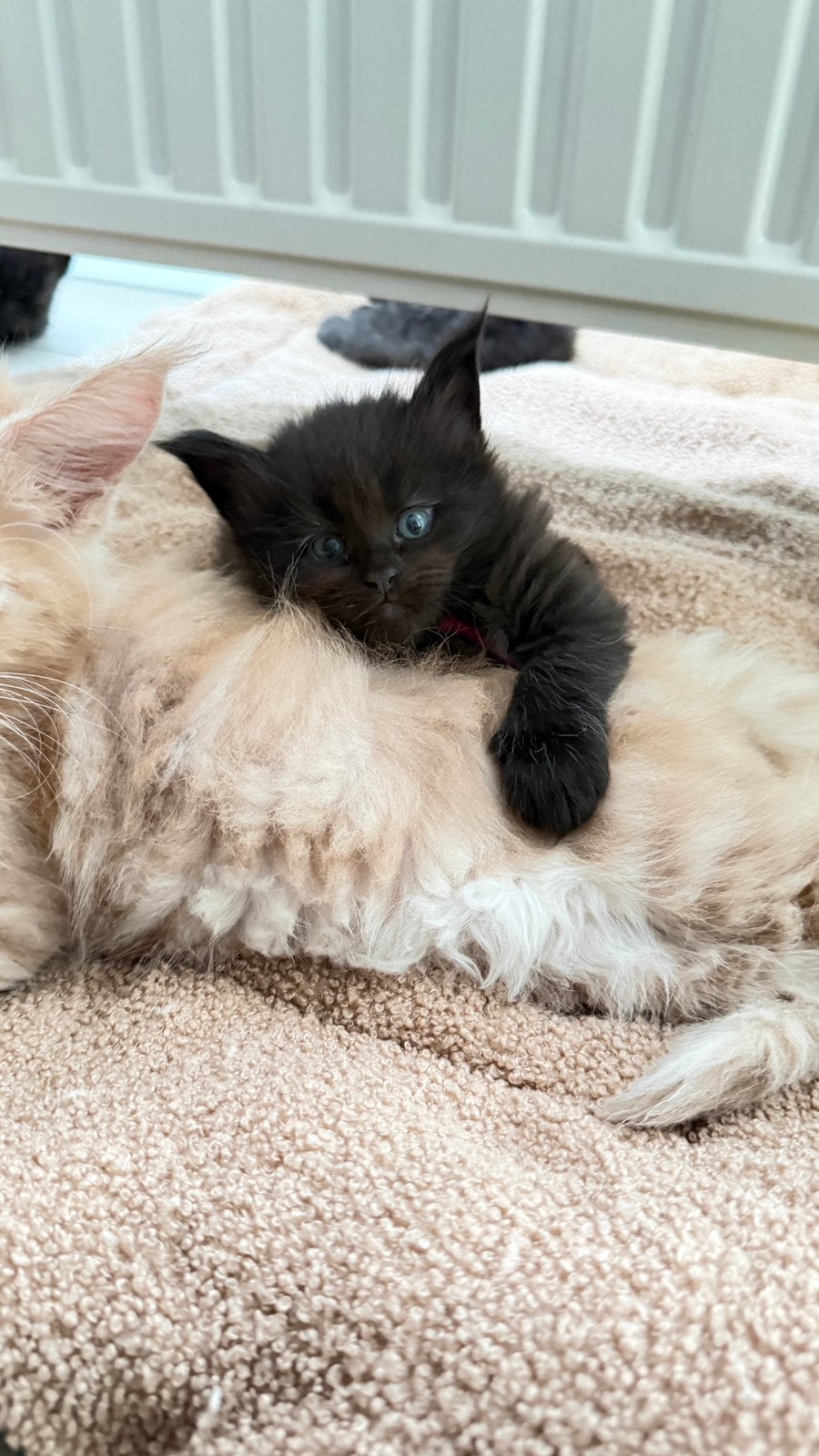 Prachtige Maine Coon kittens ️, Dieren en Toebehoren, Poes, Gechipt, 0 tot 2 jaar