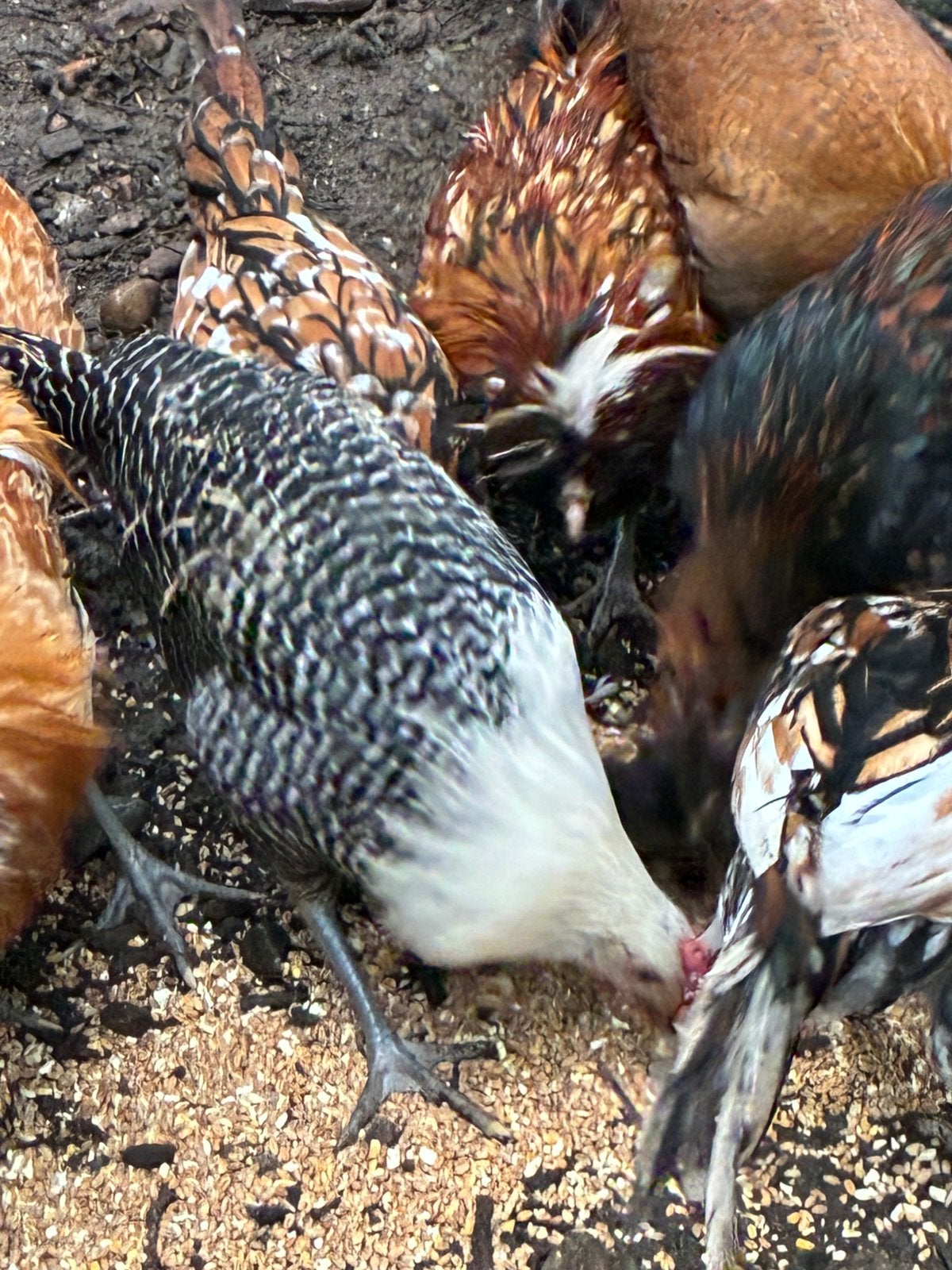Trio brakelhoen brakels, Plusieurs animaux, Poule ou poulet
