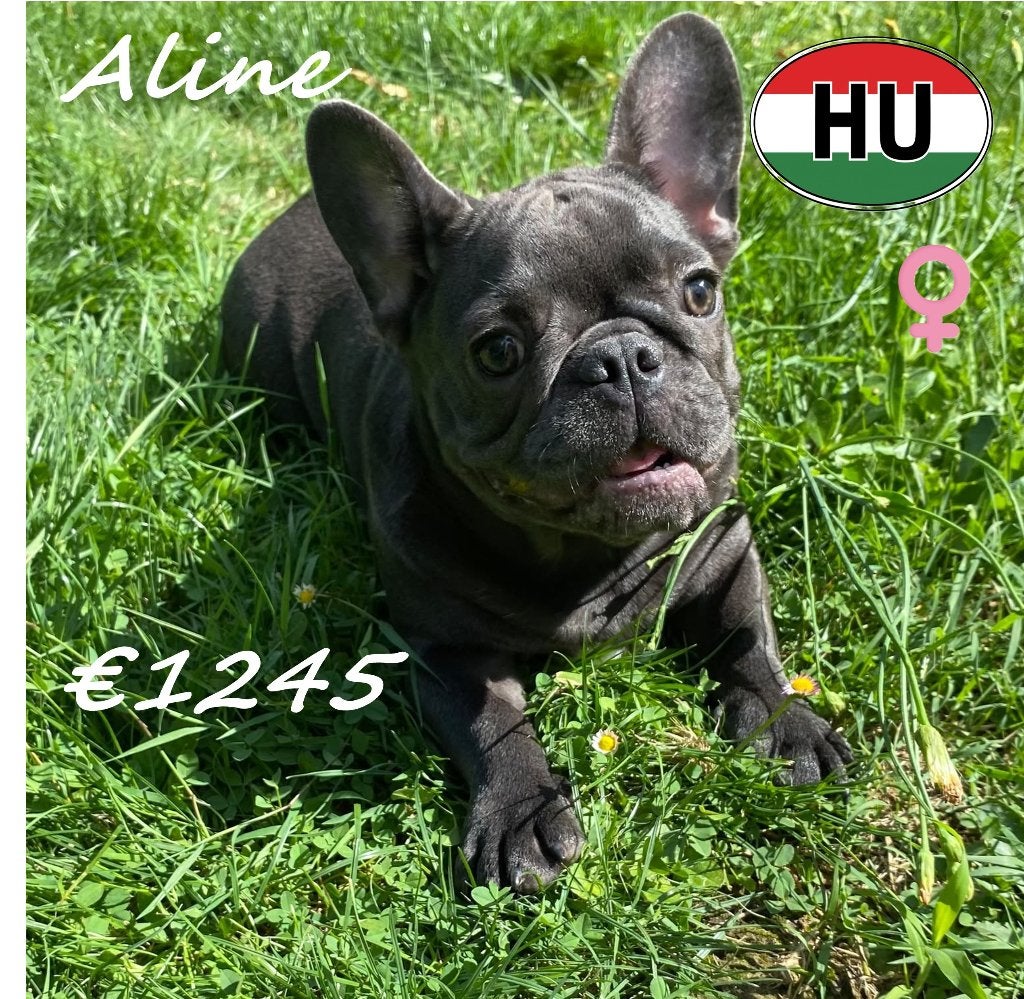 Bouledogue Français Aline et Alice - un duo plein de charme, 15 semaines à 1 an, Hépatite contagieuse (maladie de Rubarth), Plusieurs