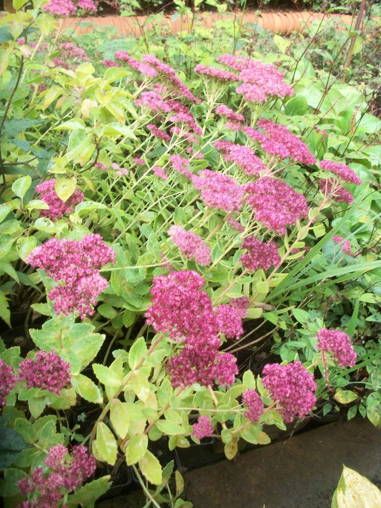 Sedum spectabile of hemelsleutel, Tuin en Terras, Planten | Tuinplanten, Ophalen, Zomer, Vaste plant, Overige soorten
