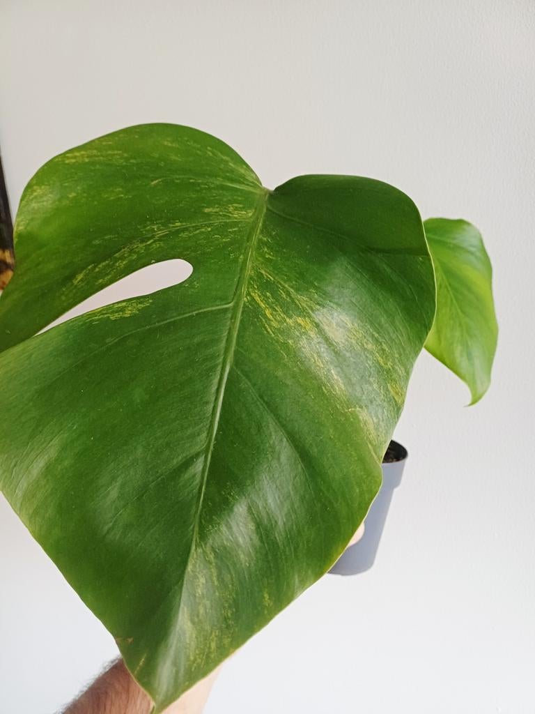 Monstera Aurea, Huis en Inrichting, Kamerplanten, Overige soorten, In pot, Minder dan 100 cm, Groene kamerplant
