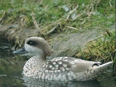 Onverwante koppels Marmertalingen, Dieren en Toebehoren, Pluimvee, Meerdere dieren, Eend