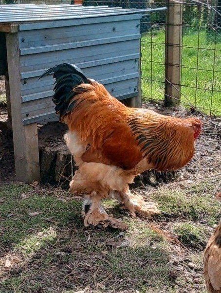 Brahma groothoender haan 2025 buff zwart, Dieren en Toebehoren