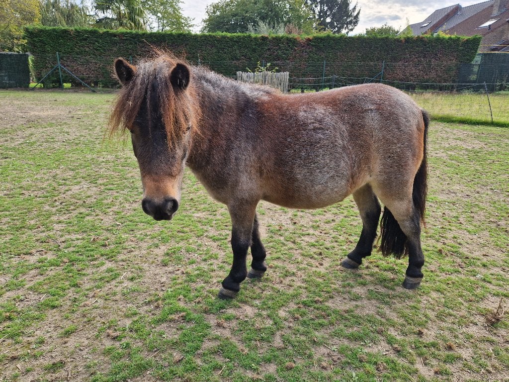 2 minipaardjes, Dieren en Toebehoren, Zadelmak, A pony (tot 1.17m), 3 tot 6 jaar, Recreatiepony