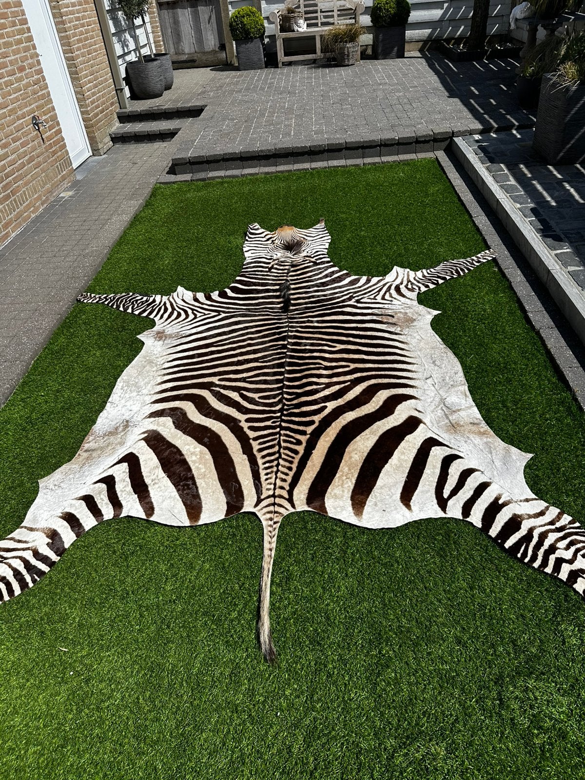 Zebra vel huid tapijt, Ophalen