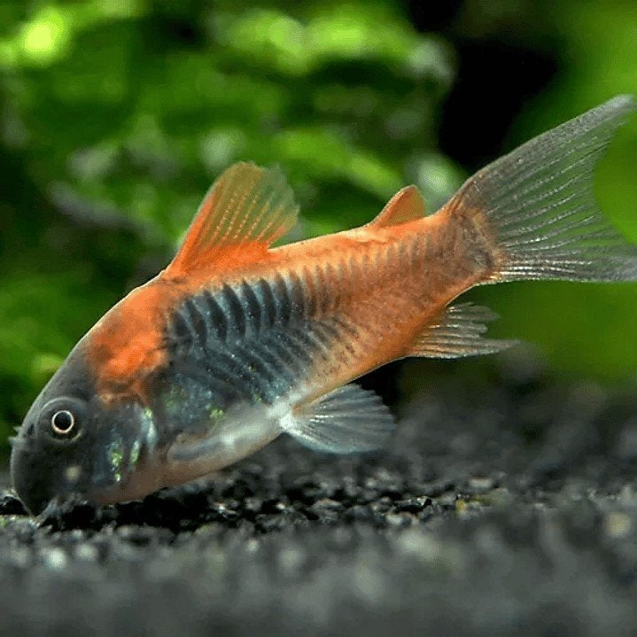 Corydoras Orange Vénézuela, Animaux & Accessoires, Poisson, Poisson d'eau douce, Banc de poissons