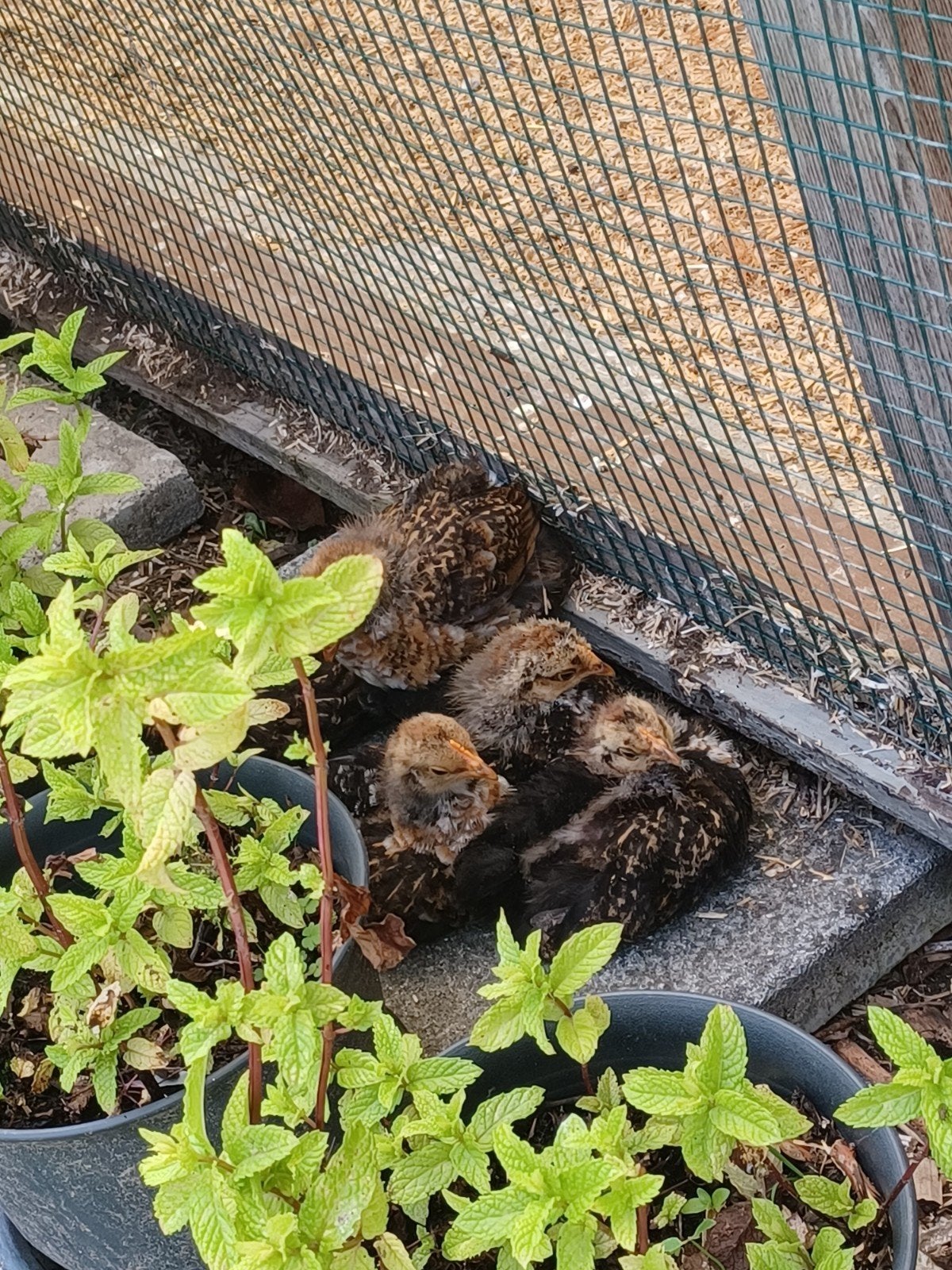 Cochins kriel, Dieren en Toebehoren
