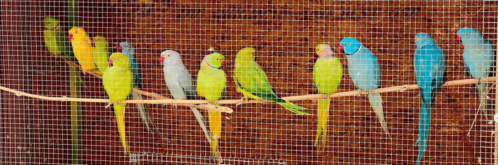 Parkieten halsbandparkieten, Postzegels en Munten, Postzegels | Suriname, Ophalen