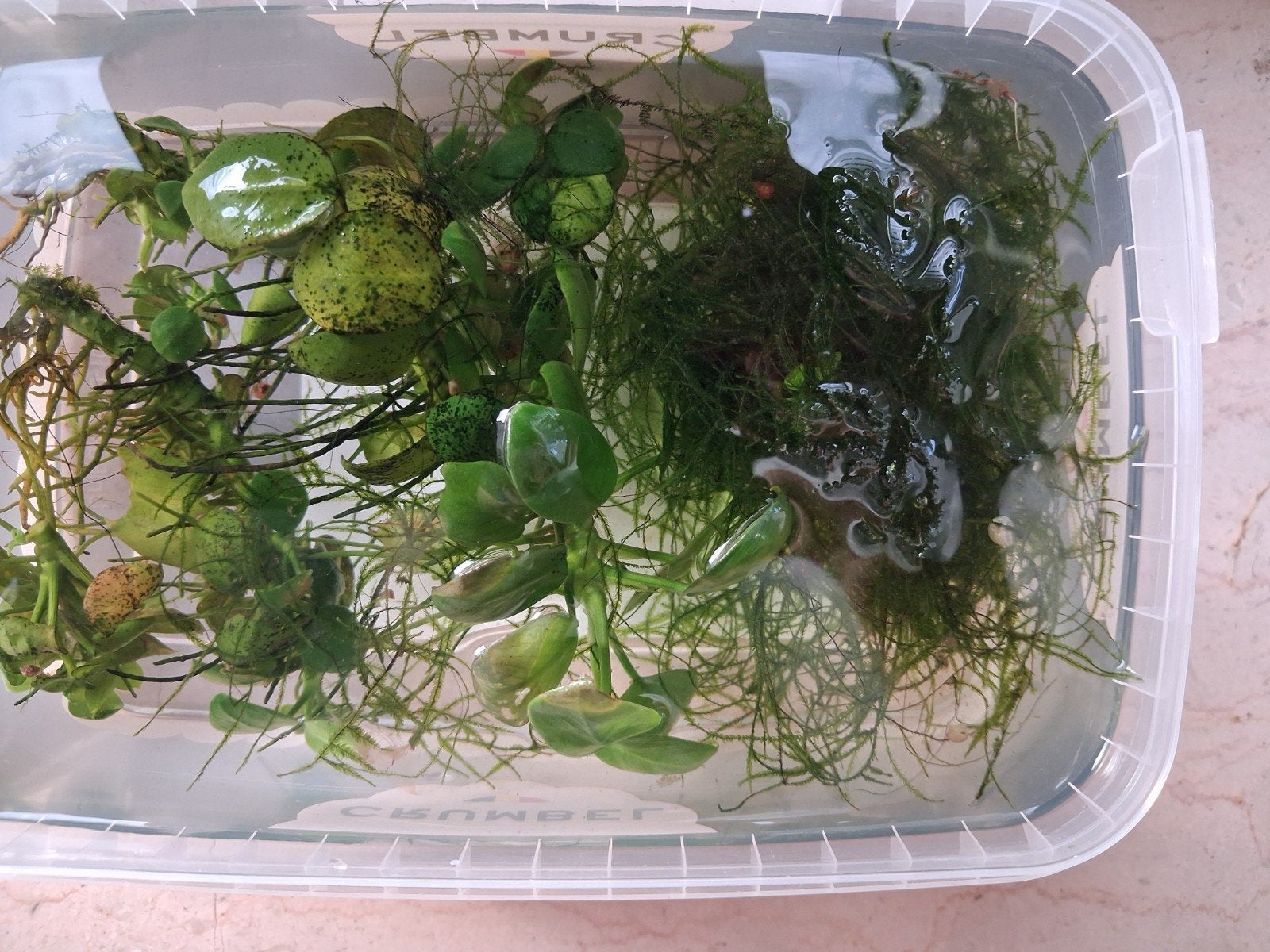 Boutures anubias voir pot + 1 peu de mousse java

Prix 8 eur