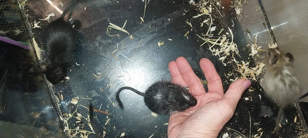 Degu, Domestique, Mai, Autres types, Plusieurs animaux