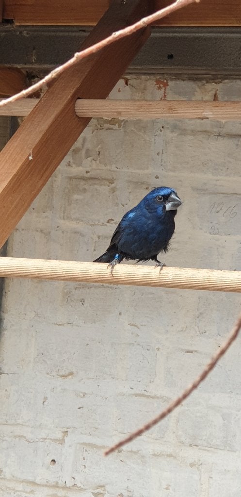 Bisschop van Brisson, Dieren en Toebehoren, Vogels | Overige Vogels, Mannelijk, Tropenvogel, Geringd